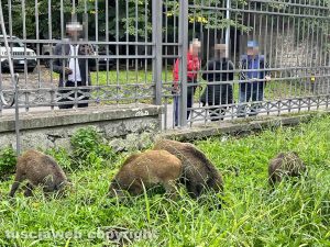 Viterbo - Cinghiali in pieno giorno a Pratogiardino Lucio Battisti