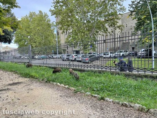 Viterbo - Cinghiali in pieno giorno a Pratogiardino Lucio Battisti