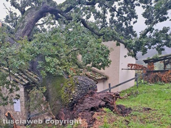 Montefiascone - Albero crolla sulla chiesa della Madonna della valle