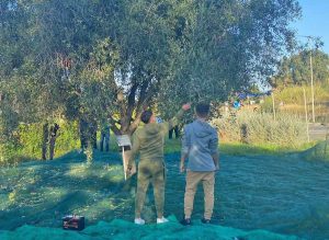 Civitavecchia - Gli studenti dell’istituto Cardarelli impegnati nella raccolta delle olive con la Comunità di Sant’Egidio