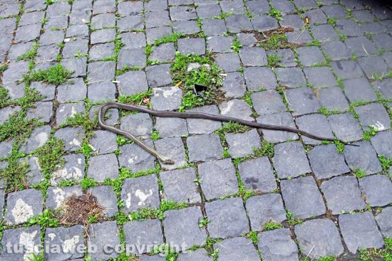 Viterbo - Il serpente venuto fuori a San Faustino