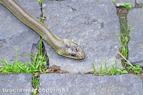 Viterbo - Il serpente venuto fuori a San Faustino