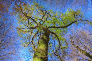 Viterbo - Cineforum con la natura, al via il terzo incontro con il docufilm "La Chêne"