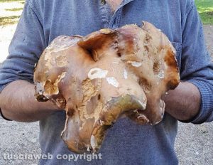Fungo porcino dal peso di circa un chilogrammo