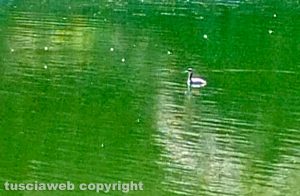 Viterbo - Un piccolo Svasso maggiore al laghetto Eden 2.0