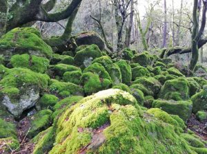 Il bosco Sasseto