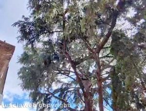 Viterbo - Il cedro Deodara in via dei Mille