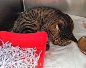 Zingaro - Il gatto investito