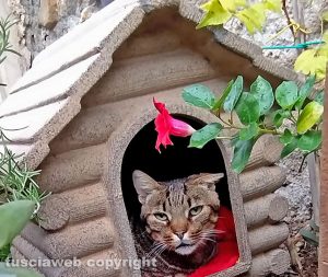 Il gatto Tigro