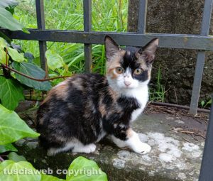 Viterbo - Gattina smarrita alla Quercia