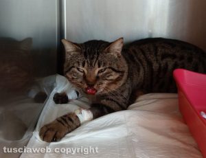 Viterbo - Gattino in cura alla clinica veterinaria Città dei Papi