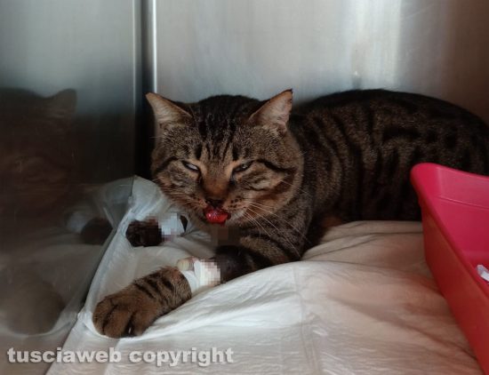 Viterbo - Gattino in cura alla clinica veterinaria Città dei Papi 