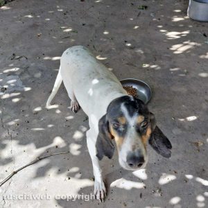 Viterbo - Il cane da caccia ritrovato in strada Ciavalletta