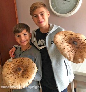 Due funghi mazza di tamburo dal diametro di 35 cm