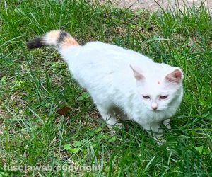 La gattina Piuma