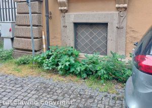 Viterbo - Erbacce vicino gli istituti scolastici Buratti