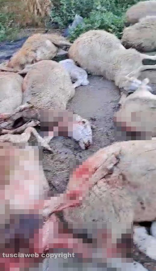 Tuscania - Il gregge sbranato dai lupi