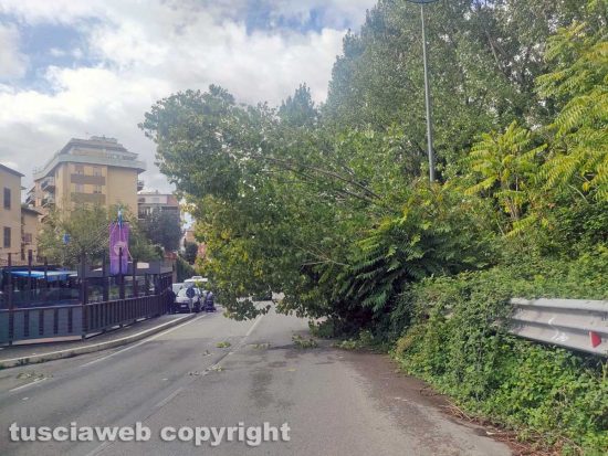 Viterbo - Crolla albero a via Genova