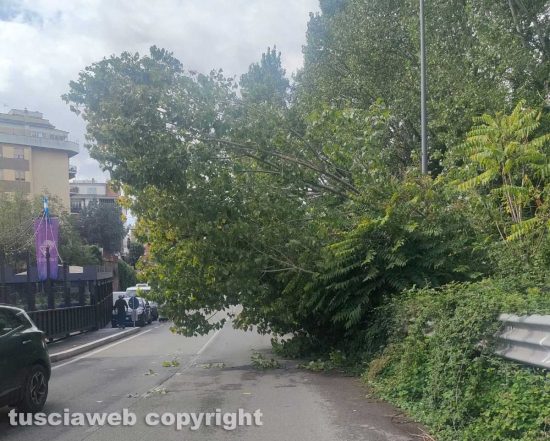 Viterbo - Crolla albero a via Genova