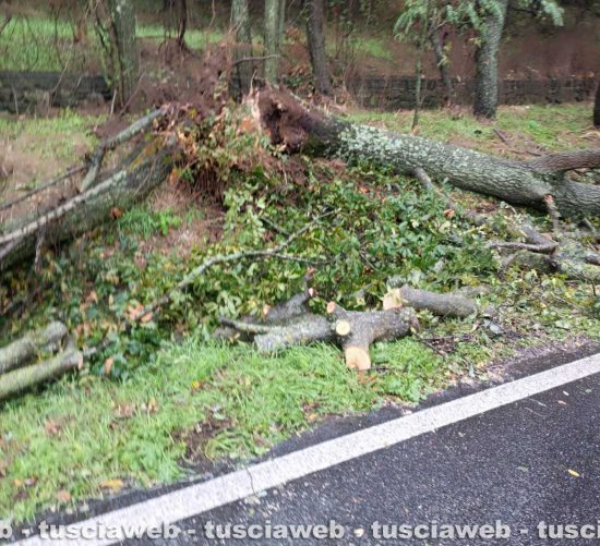Montefiascone - Due alberi cadono sulla Cassia Nord