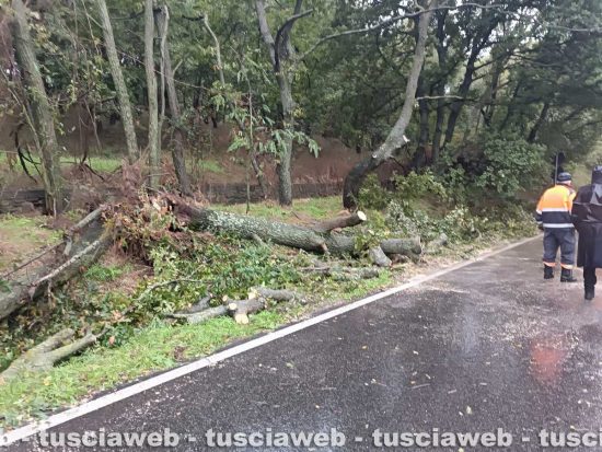 Montefiascone - Due alberi cadono sulla Cassia Nord