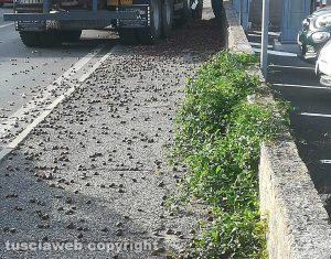 Carico di castagne in strada delle Pietrare