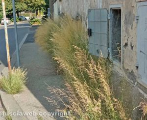 Viterbo - Erbacce in zona Paradiso