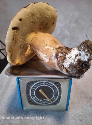 Trovato fungo di un chilo e duecento grammi