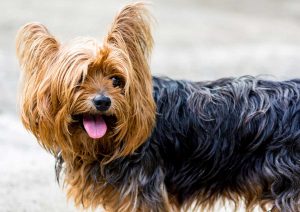 Uno yorkshire terrier