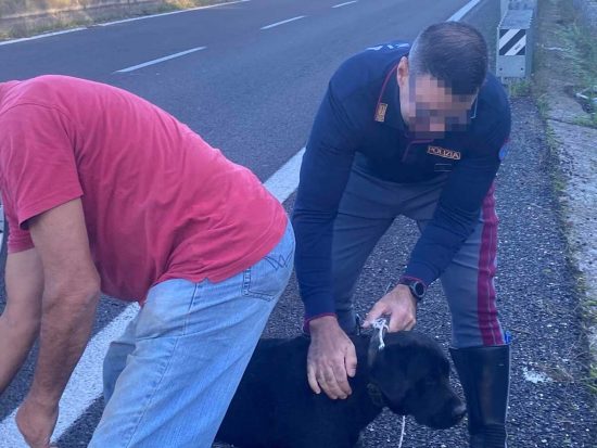 Orte - Cani vagano spauriti sulla superstrada