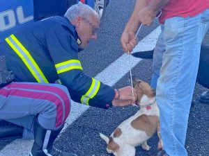Orte - Cani vagano spauriti sulla superstrada