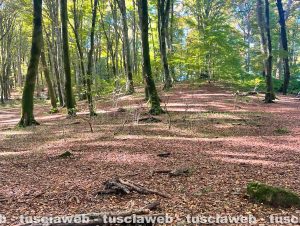 Viterbo - La faggeta dei Monti Cimini