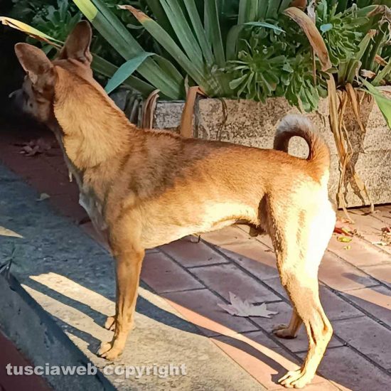 Ritrovato cane in strada Asinello