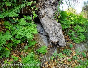 Viterbo - Strada Vallalta