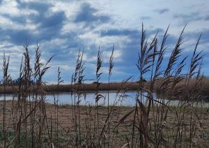 Ladispoli - Palude di Torre Flavia