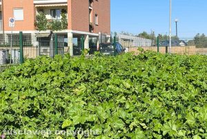 Viterbo - L'area cani a Santa Barbara