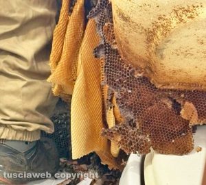 Vignanello - Enorme nido d'api