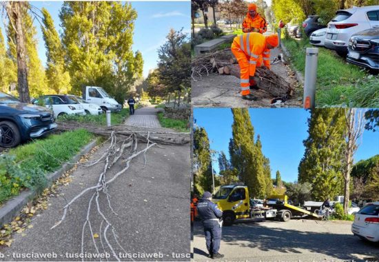 L'intervento - Albero caduto e pericolante in piazzale Paracadutisti della Folgore