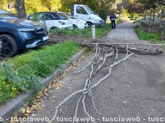 L'intervento - Albero caduto e pericolante in piazzale Paracadutisti della Folgore