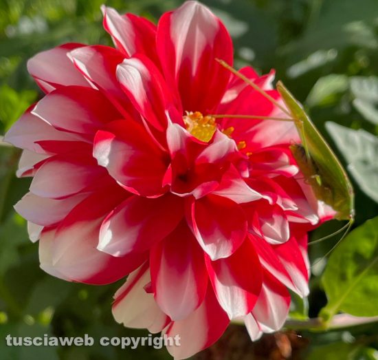 Soriano nel Cimino - Dalie Rose