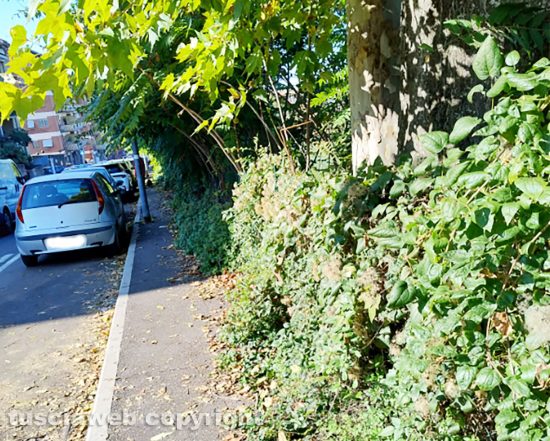 Viterbo - Piante alte nel marciapiede di via Belluno 