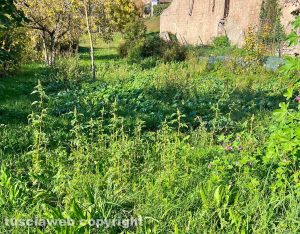Viterbo - Erba alta a Valle Faul
