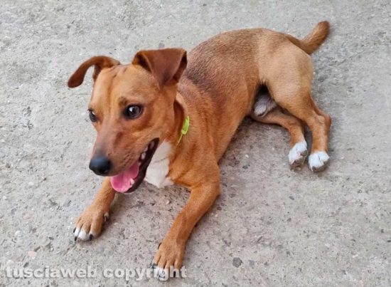 Il cagnolino Milo