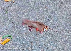 Viterbo - Via Cesare Pinzi - Un topo morto schiacciato da un'auto