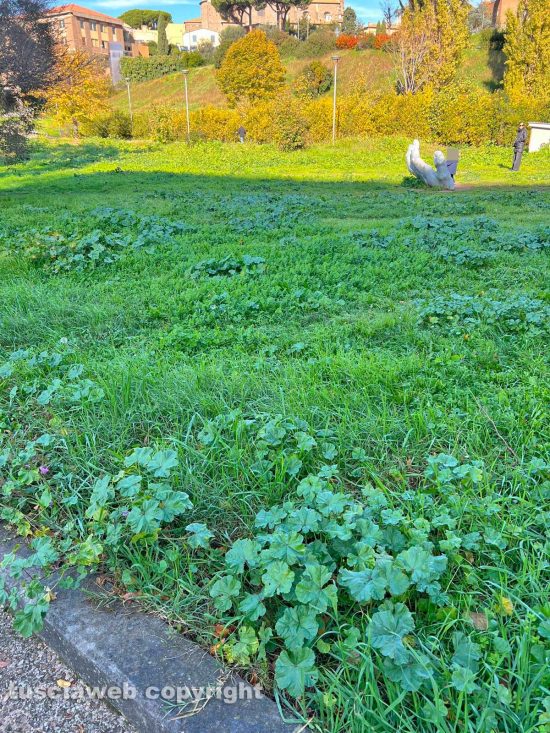 Viterbo - Erba alta a Valle Faul