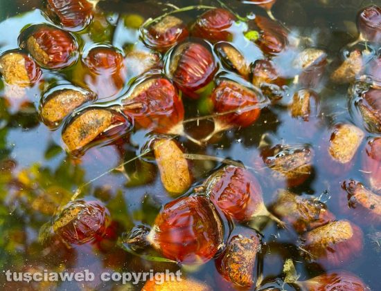 Sapori d'autunno