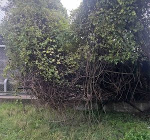 Viterbo - Lo stato del campo sportivo di San Martino al Cimino