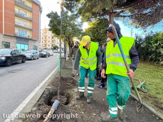 Viterbo - Piantumazione albero in via Vicenza