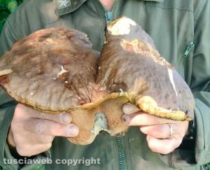 Bassano Romano - Il porcino "siamese" trovato da Piero D'Achille