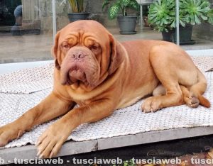 Rollo Dogue de Bordeaux di 2 anni